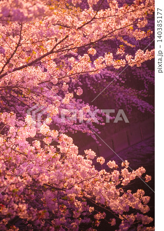 神田川の桜と夕暮れ 神田川の桜と夕暮れ 140385177