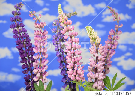 ルピナスの花 クローズアップ ルピナスの花 クローズアップ 140385352