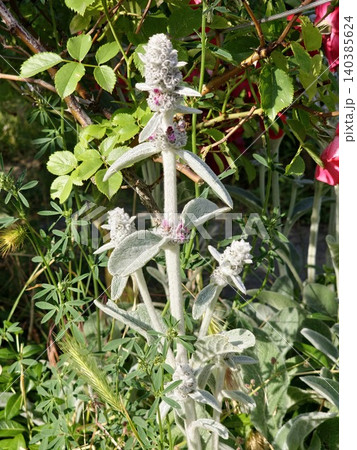 Flowering lamb's ear of Stachys byzantina in a cottage garden Flowering lamb's ear of Stachys byzantina in a cottage garden 140385624