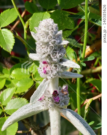 Developing inflorescence of Stachys byzantina with woolly leaves Developing inflorescence of Stachys byzantina with woolly leaves 140385626