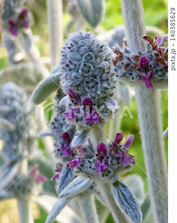 Flowering lamb's ear Stachys byzantina with pink blossoms Flowering lamb's ear Stachys byzantina with pink blossoms 140385629