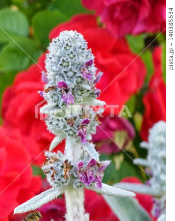 Flowering lamb's ear against red roses in a cottage garden Flowering lamb's ear against red roses in a cottage garden 140385634