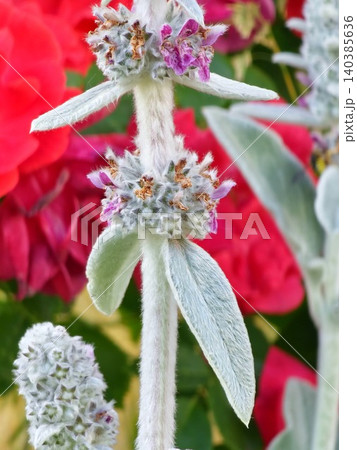 Flowering Stachys byzantina with roses in soft focus Flowering Stachys byzantina with roses in soft focus 140385636