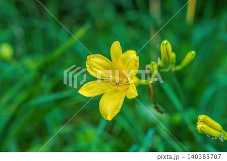 心地よい自然の光に包まれた黄色いキスゲの花と美しい新緑のボケ背景 140385707