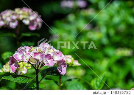 木漏れ日の中で咲くピンク色の紫陽花のクローズアップ 木漏れ日の中で咲くピンク色の紫陽花のクローズアップ 140385786