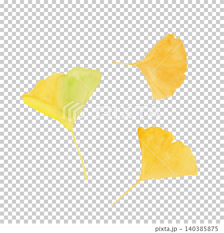 Three gentle ginkgo leaves painted in hand-drawn watercolors. Three gentle ginkgo leaves painted in hand-drawn watercolors. 140385875