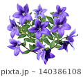 桔梗の花の切抜き（背景透過）	 140386108