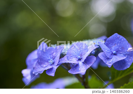 アジサイの花 梅雨イメージ アジサイの花 梅雨イメージ 140386260