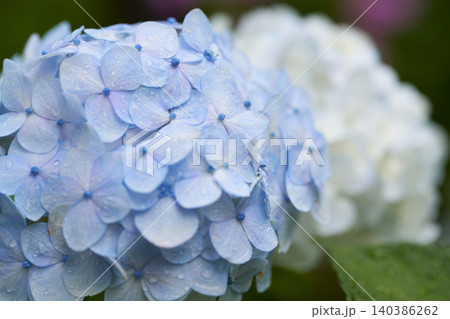 アジサイの花 梅雨イメージ アジサイの花 梅雨イメージ 140386262