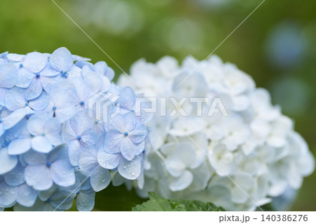アジサイの花 梅雨イメージ アジサイの花 梅雨イメージ 140386276