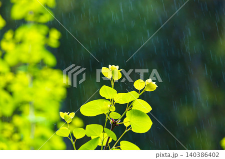 新緑に雨  140386402