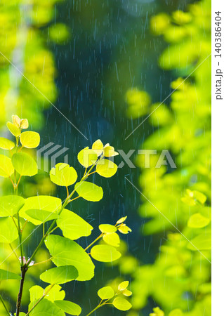 新緑に雨 新緑に雨 140386404