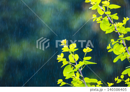新緑に雨 新緑に雨 140386405