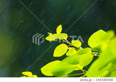 新緑に雨 新緑に雨 140386406