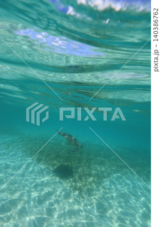 涼しげな半水面写真 涼しげな半水面写真 140386762
