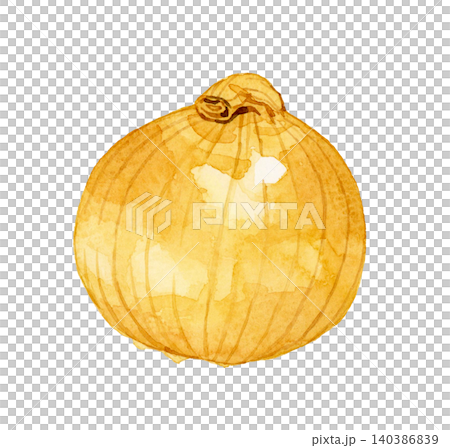 タマネギ　野菜の手描き水彩イラスト素材 140386839