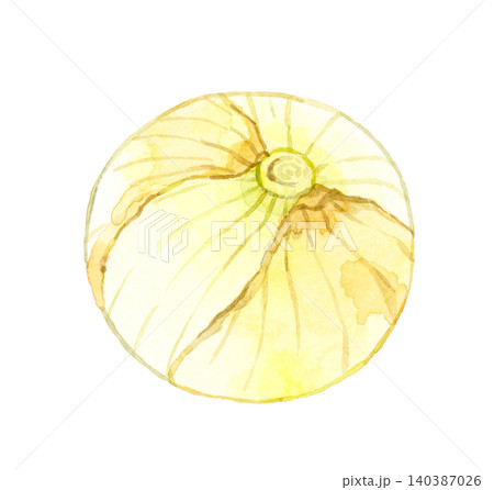 新タマネギ 野菜の手描き水彩イラスト素材 新タマネギ 野菜の手描き水彩イラスト素材 140387026