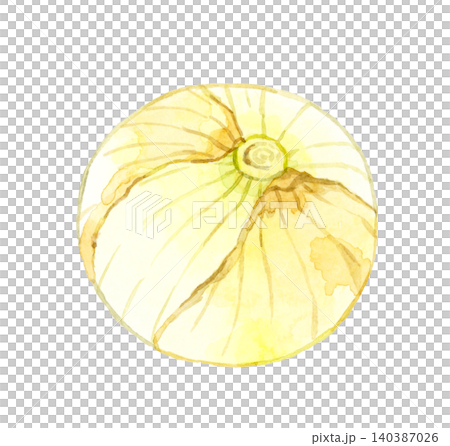 新タマネギ 野菜の手描き水彩イラスト素材 新タマネギ 野菜の手描き水彩イラスト素材 140387026