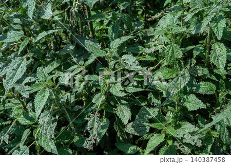 Full frame shot of the stinging nettle plants (Urtica dioica) growth in rural Nepal. The needle-like structure within the plant contains acid and different irritating chemicals. Full frame shot of the stinging nettle plants (Urtica dioica) growth in rural Nepal. The needle-like structure within the plant contains acid and different irritating chemicals. 140387458