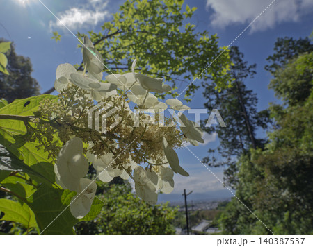 初夏の光に透き通る無垢な白紫陽花 初夏の光に透き通る無垢な白紫陽花 140387537