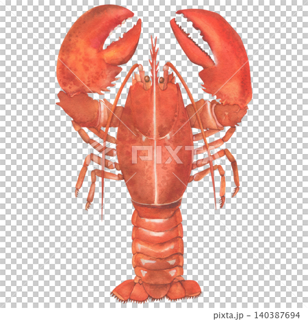 Watercolor illustration of lobster on white background. Fresh organic seafood. Hand drawn illustration. For design, postcards, posters, textiles, menus, books, packaging, printing Watercolor illustration of lobster on white background. Fresh organic seafood. Hand drawn illustration. For design, postcards, posters, textiles, menus, books, packaging, printing 140387694