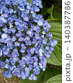 おたふく紫陽花をクローズアップで撮影した写真 140387786