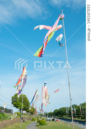 青空に泳ぐ鯉のぼり(秦野市水無川鯉のぼり) 青空に泳ぐ鯉のぼり(秦野市水無川鯉のぼり) 140387855