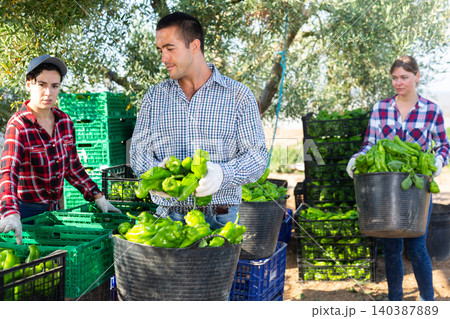 Agriculturists sorting harvested green pepper Agriculturists sorting harvested green pepper 140387889