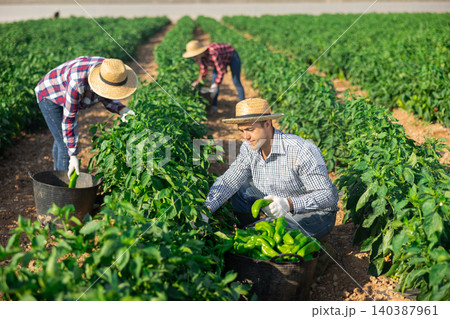 Man picking green pepper on field Man picking green pepper on field 140387961