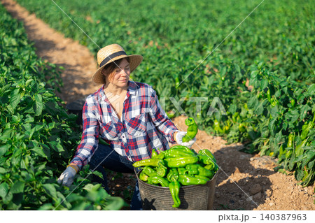 Woman picking green pepper on field Woman picking green pepper on field 140387963