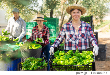 Portrait of woman farmer holding crate of bell pepper Portrait of woman farmer holding crate of bell pepper 140388033
