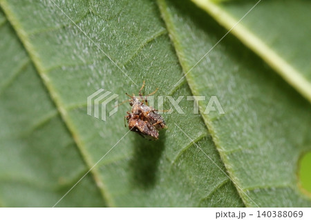 植物の葉の裏で交尾するメダカナガカメムシ 140388069