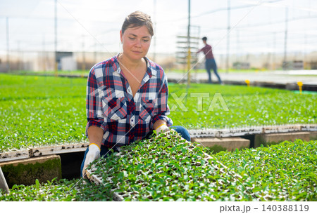 Woman working in greenhouse is engaged in growing ornamental grass seedlings in cassettes 140388119