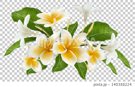 An illustration (watercolor) of a plumeria flower in bloom. 140388224