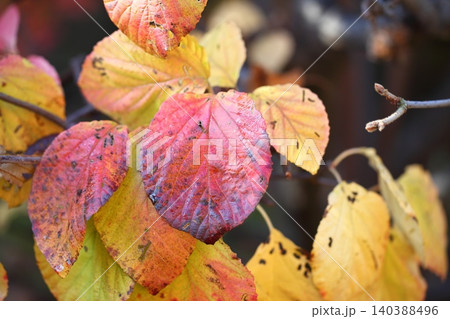 ガマズミの紅葉 140388496