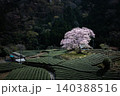 緑美しい茶園に佇む一本桜・牛代の水目桜と春の景色 140388516