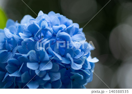 青いアジサイの花びらのクローズアップ 140388535