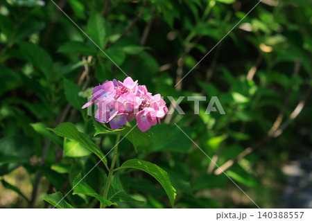 梅雨の晴れ間に咲くピンク色の紫陽花 梅雨の晴れ間に咲くピンク色の紫陽花 140388557