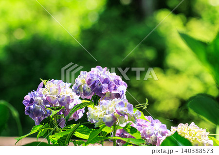 紫の紫陽花、 紫の紫陽花、 140388573