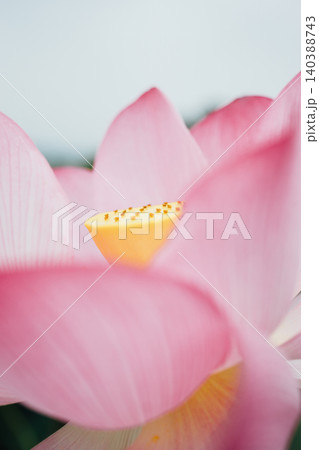 Close-up of a Pink Lotus Flower	 140388743