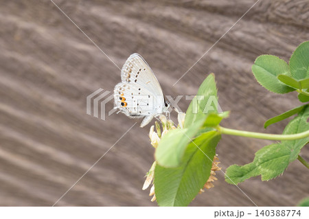 ツバメシジミとシロツメクサの花 ツバメシジミとシロツメクサの花 140388774