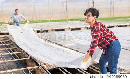 Female gardener covering plants with landscape fabric Female gardener covering plants with landscape fabric 140389080
