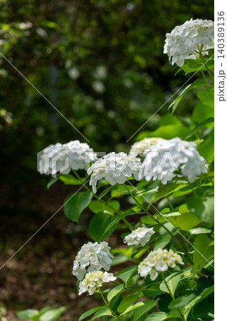 白い紫陽花 白い紫陽花 140389136