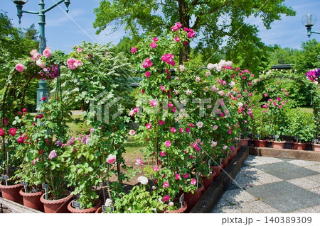 快晴の青空の下咲き誇る満開の薔薇の花 快晴の青空の下咲き誇る満開の薔薇の花 140389309