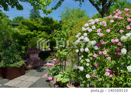 快晴の青空の下咲き誇る満開の薔薇の花 快晴の青空の下咲き誇る満開の薔薇の花 140389310