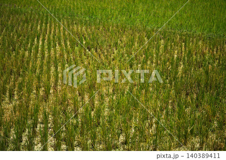 Rows of healthy rice plants thrive in a sunny agricultural field 140389411