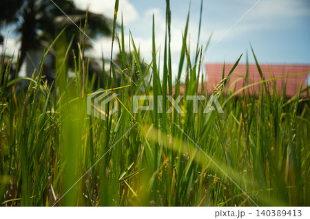 Lush rice plants stretch toward the bright sky in warm sunlight Lush rice plants stretch toward the bright sky in warm sunlight 140389413