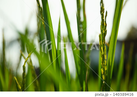 Tall rice plants thrive in a sunny field's beauty Tall rice plants thrive in a sunny field's beauty 140389416