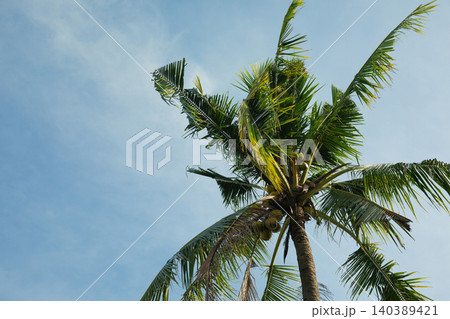 Coconut palm tree stands tall against a bright blue sky 140389421