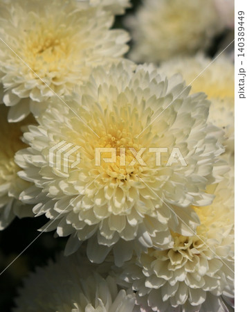 八重小菊の花 140389449